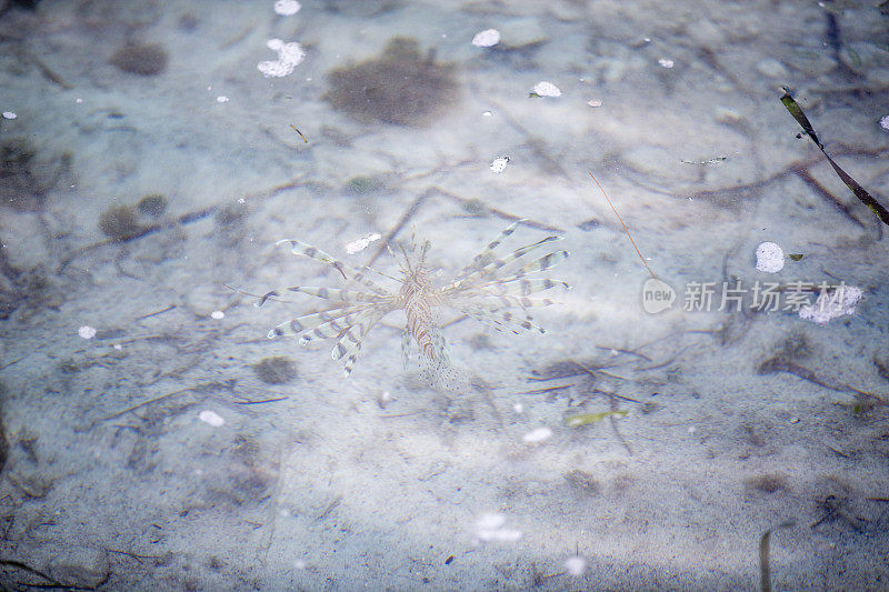 狮子鱼 (Pterois) 和 Cayo Largo，古巴